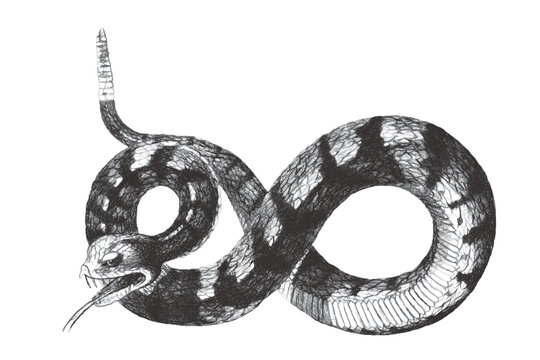 Banded rock rattlesnake (Crotalus lepidus klauberi). Doodle sketch. Vintage vector illustration.