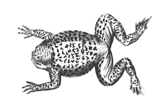Brasilian Toad. Doodle sketch. Vintage vector illustration.