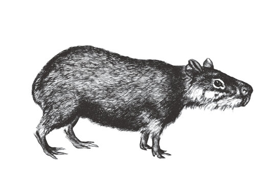 Capybara (Hydrochoerus hydrochaeris). Doodle sketch. Vintage vector illustration.