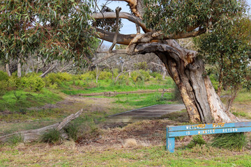 Obraz premium australian eucalyptus tree on wetlands walking trail
