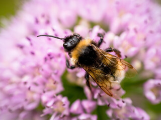 Hummel
