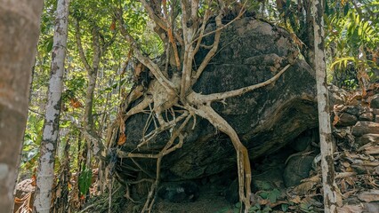 roots and vines of a tree spread on a large rock supporting it from rolling and falling down