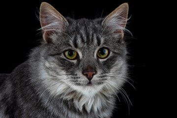 Black cat on a black background. Close-up view head and face of an elegant pet