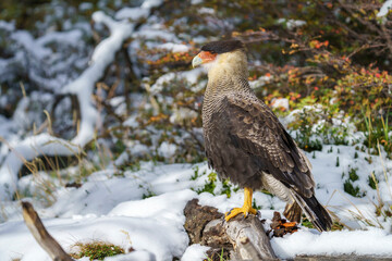 Crested caracara (Caracara plancus) in the wild (Los Glaciares National Park)