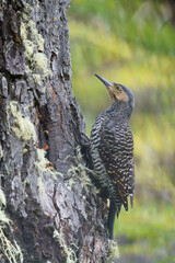 Patagonian woodpecker in the wild (Los Glaciares National Park)