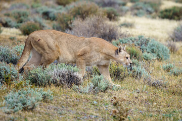 Puma in the wild in Torres del Paine National Park