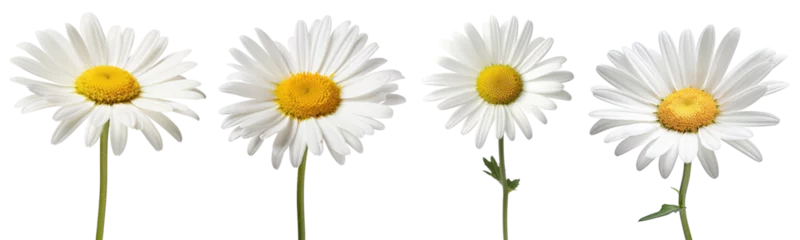 Fotobehang Set of daisy flower isolated on white background © Luckygraphics