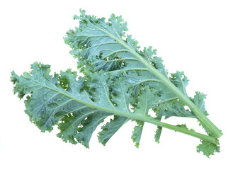 Whitewing,Trialeurodes vaporariorum, commonly known as the cabbage aphid or cabbage aphis or mealy...