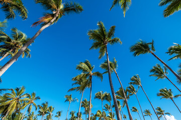 Green tall palm trees in bright sunshine - Powered by Adobe