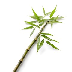 Bamboo Elegance - Nature's Graceful Strength