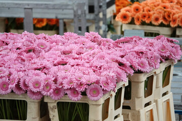 Plastic containers full with pink and orange Gerbera or African daisy flowers on a large flower...