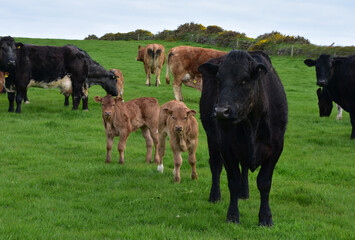 Herd of Cows with Calves in a Field