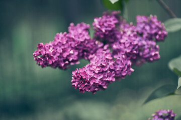 Spring blossoming lilac flowers with green leaves. Floral romantic image spring nature. . High quality photo