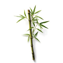 Naklejka premium Bamboo Elegance - Nature's Graceful Strength