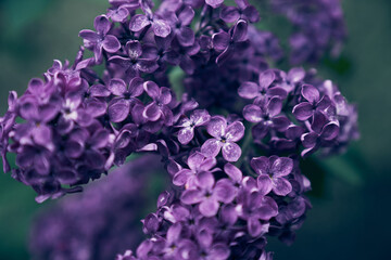 Bright lilac flowers, blooming flowers and buds close-up, delicate lilac, artistically beautiful...