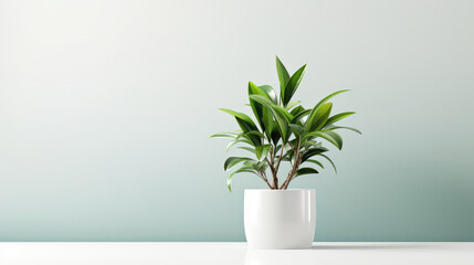 plant in a vase on the table with copy space