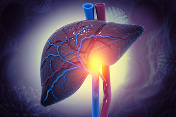 Human liver anatomy structure, 3d illustration - obrazy, fototapety, plakaty