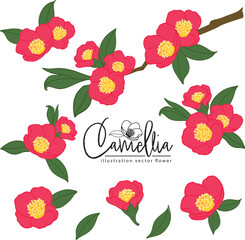 Botanical hand drawn camellia red   flower illlustration element vector set - obrazy, fototapety, plakaty