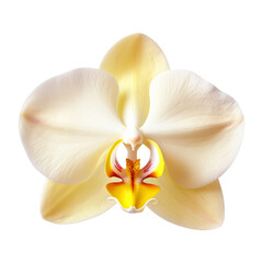Beautiful single Orchidea flower isolated on white background.