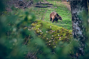 Brown bear on green meadow in forest