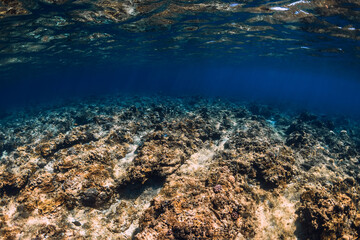 Fototapeta na wymiar Aquatic life with corals underwater tropical blue ocean