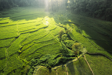Rice fields in rural forest at dusk