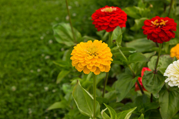 Yellow, white and red zinnia flowers close-up growing in a garden bed - obrazy, fototapety, plakaty