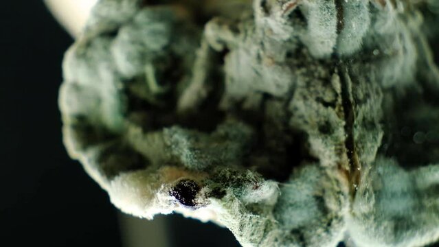 Mold on food macro on a black background. The danger of mold, stale products.