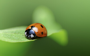 Ladybug on a leaf