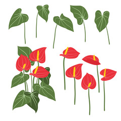 Anthurium vector illustration. Set of red exotic flowers and leaves