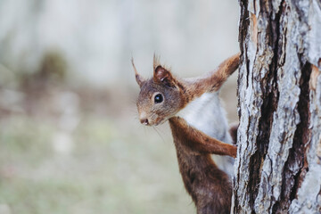 Naklejka na ściany i meble Portrait d'un écureuil aux poils roux dans une position drôle