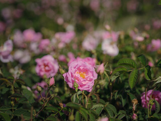 Field of Damascena roses in sunny summer day . Rose petals harvest for rose oil perfume production. village Guneykent in Isparta region, Turkey a real paradise for eco-tourism.