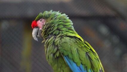 Military Macaw Parrot Looking Around Close Up