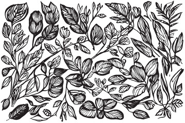  A Captivating Collection of Hand-Drawn Botanical Abstract Line Arts Featuring Elaborate Bouquets of Herbs, Flowers, Leaves, and Branches, Presented in Exquisite Vector Detail.