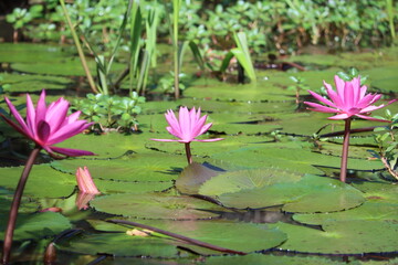 Cambodia. Nymphaea tetragona is a species of flowering plant commonly called pigmy waterlily and...
