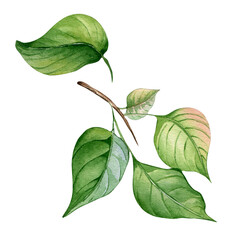 Naklejka premium Branch of apricot tree with green leaves isolated on white background. Watercolor painting fruit tree branch hand drawn. Design element for card, package, invitation, label peach