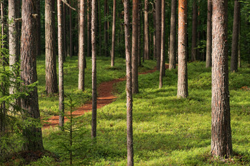 forest landscape, view of a boreal pine forest with a path among the moss