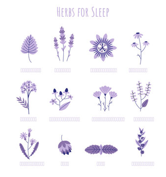 Set of remedies for sleep and relaxation. Medicinal herbs: lavender, chamomile, valerian, passionflower, ashwagandha, holy basil, wild lettuce, hops, lemon balm, california poppy.