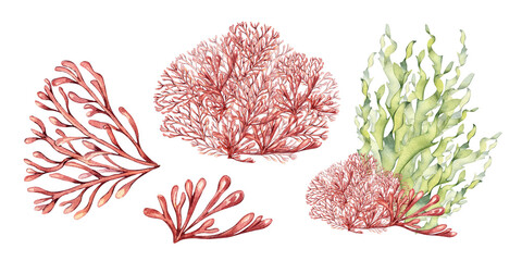Set of sea plants, coral watercolor illustration isolated on white background. Pink agar agar seaweed, phyllophora hand drawn. Design element for package, label, wrapping, marine collection