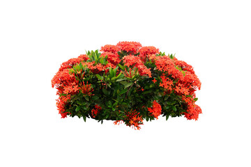 red flowers plant isolated