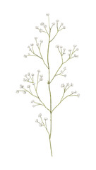 Floral vintage meadow dried retro green twig isolated on white background. Watercolor hand drawn illustration sketch