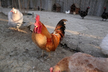 rooster and hens in the farm design for abundance and lifestyle concept