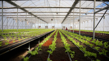 Organic hydroponic vegetable cultivation in greenhouse farm, stock photo