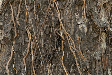 vines on Tree texture background