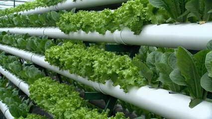 Organic hydroponic vegetable cultivation farm. greenhouse .