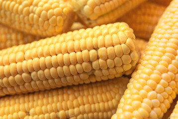 Raw corn cobs closeup