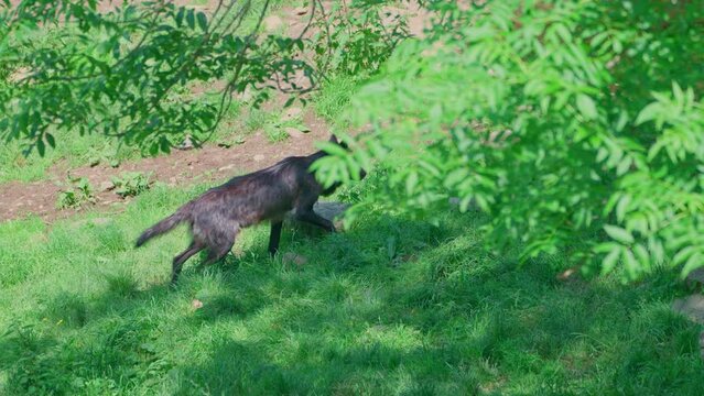 Canadian timber wolf