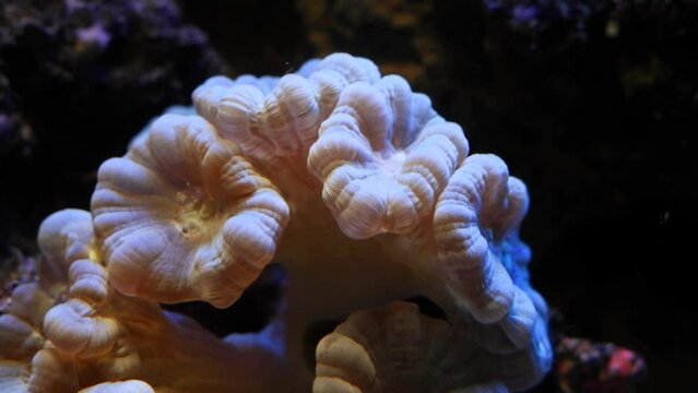 trumpet coral polyp frag, organism head move in circular current of nano reef marine aquarium, popular demanding species, fluorescent pet colony on live rock plug, actinic LED blue light, coral farm