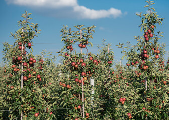 sad owocowy z drzewkami pełnymi czerwonych jabłek w słoneczny dzień. - obrazy, fototapety, plakaty