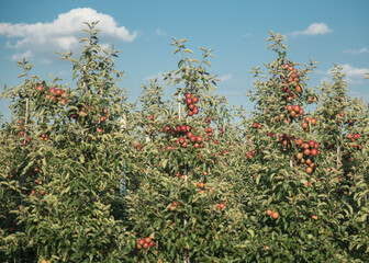 sad owocowy z drzewkami pełnymi czerwonych jabłek w słoneczny dzień. - obrazy, fototapety, plakaty